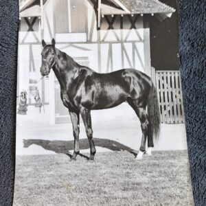 Right Royal - Racehorse Photograph
